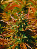 Coast Grown: The Fall Harvest 