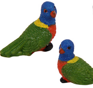 Rainbow Lorikeet