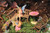 Fairy Garden Corner Set
