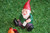 Naughty Gnomes (4 piece set)