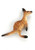 Magnet - Kangaroo 7-9cm