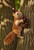 Christmas Ornament - Squirrel Standing Brown 11-12cm
