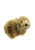 Magnet - Wombat 7-9cm
