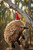 Christmas Ornament - Echidna Large 13cm