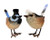 Wedding - Blue Wren Bride and Groom 15cm Novelty