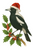 Christmas Tree Ornament - Magpie - 11cm