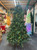 Christmas tree - Lit LED Green Pine 150cm