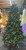 Christmas tree - Lit LED Green Pine 180cm