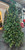 Christmas tree - Lit LED Green Pine 240cm