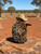 Akubra Hat Hanging Ornament - Echidna 7-9cm