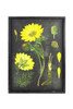 Wood Framed Vintage Botanical Print with Glass Front - II