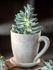 Cement Tea Mug Planter