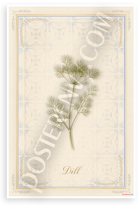 Dill Herb Botanical Illustration Provençal Kitchen 12x18 US Made Poster