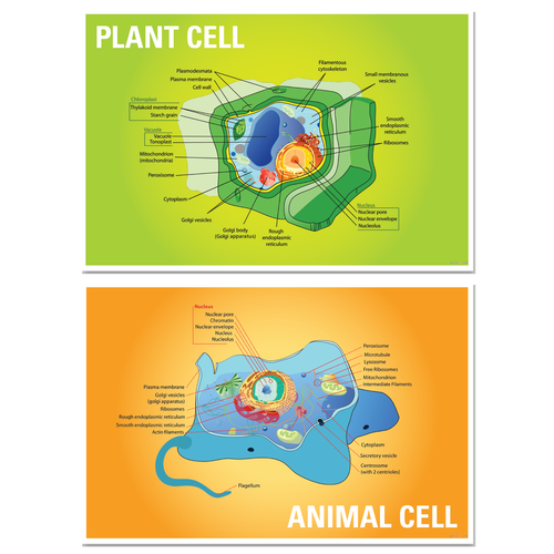 Plant Cell, Animal Cell — 2 Poster Set — Biology Classroom Posters — 12x18 Inch | Made in USA