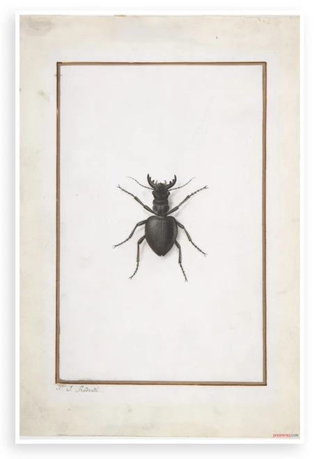 Stag Beetle Vintage Entomological Illustration 12x18 US Made Poster — Pierre Joseph Redouté