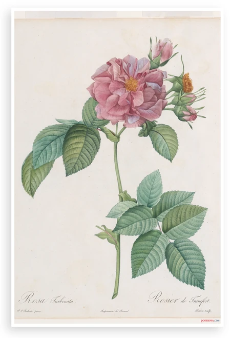Rosa Turbinata Pink Rose Botanical Illustration 12x18 US Made Poster — Pierre Joseph Redouté