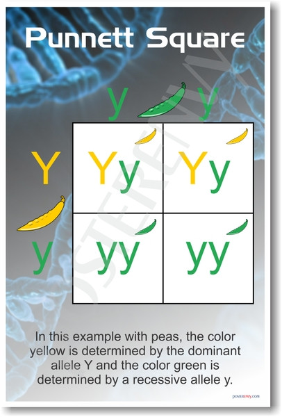 Punnett Square - NEW Classroom Science Poster