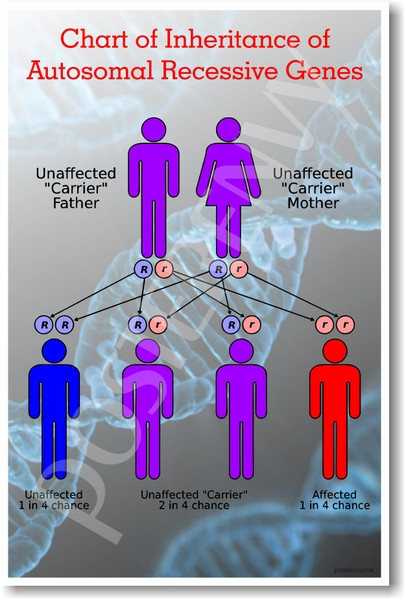 Inheritance of Recessive Genes - NEW Science Poster