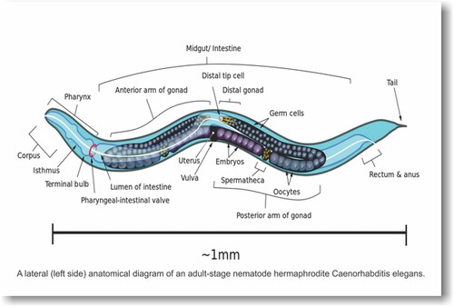 Anatomical Diagram of an Adult-stage Nematode - NEW Classroom Anatomy Science Poster