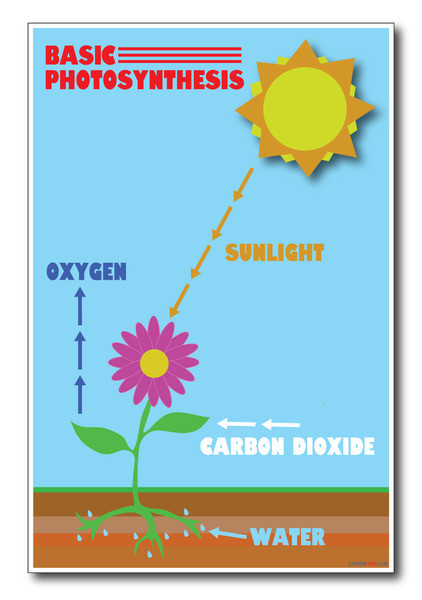 Photosynthesis - NEW Classroom Astronomy Science Poster