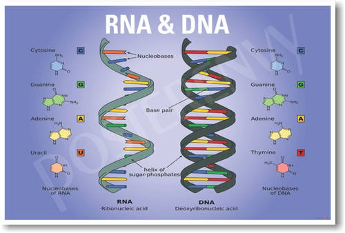DNA & RNA NEW CLASSROOM BIOLOGY SCIENCE POSTERENVY POSTER