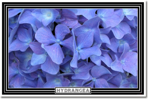 Blue Hydrangea Flower