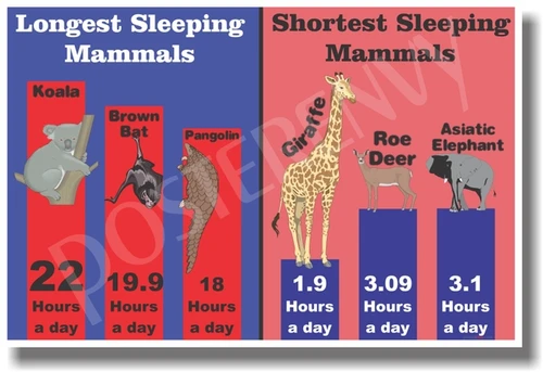 Sleeping Mammals - NEW Animal Wildlife Poster