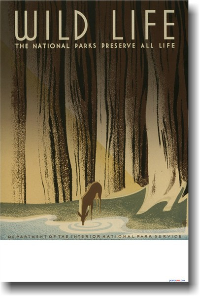 Wild Life - The National Parks Preserve All Life - Department of the Interior National Parks Service - Deer Drinking