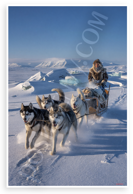 Siberian Husky Sled Dog Team Arctic Adventure Wildlife 12x18 US Made Poster