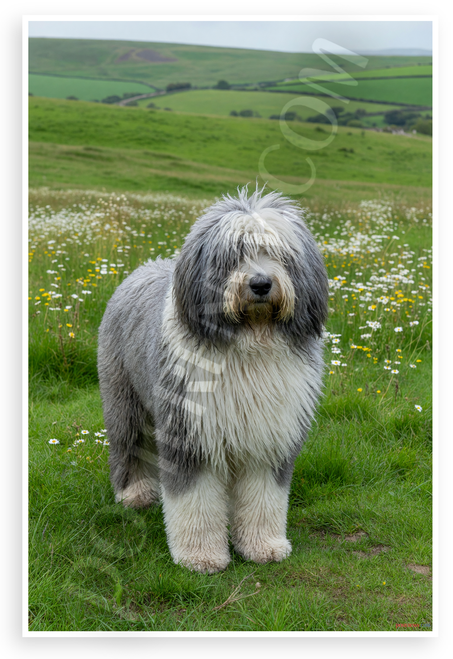 Old English Sheepdog in Green Countryside Pastoral Landscape 12x18 US Made Poster