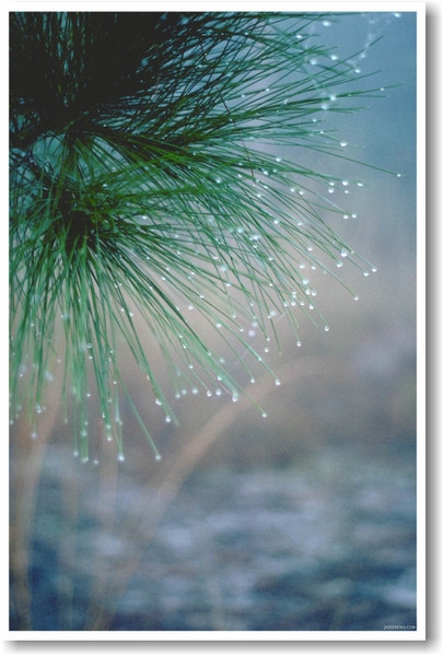 Morning Dew on Pine Needles