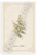 Lemon Balm Botanical Illustration Provençal Herb 12x18 US Made Poster