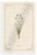 Chives Botanical Illustration Vintage Kitchen Herb 12x18 US Made Poster