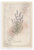 Lavender Botanical Illustration Provençal Style 12x18 US Made Poster