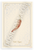 Chili Pepper Provençal Botanical Illustration 12x18 US Made Poster
