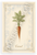 Carrot Botanical Illustration Provençal Kitchen 12x18 US Made Poster