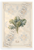Kale Botanical Illustration Provençal Kitchen 12x18 US Made Poster