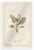 Spinach Botanical Illustration Provençal Kitchen 12x18 US Made Poster