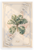 Kale Botanical Illustration Vintage French Kitchen 12x18 US Made Poster