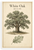 White Oak Quercus Alba Botanical Tree Illustration 12"x18" US Made Poster