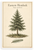 Eastern Hemlock Tsuga Canadensis Botanical Tree 12"x18" US Made Poster