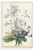 Pierre Joseph Redoute Botanical Wildflowers Butterfly Vintage Illustration 12x18 US Made Poster — Pierre Joseph Redouté