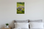 Border Collie Herding Sheep Rolling Green Hills Nature Wildlife 12x18 US Made Poster