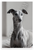 Elegant Whippet Dog Portrait Monochromatic 12x18 US Made Poster