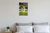 Playful Jack Russell Terrier Puppy Chasing Tennis Ball Garden 12x18 US Made Poster