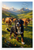 Bernese Mountain Dog Herding Swiss Brown Cows Alpine Mountains 12x18 US Made Poster