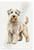 Soft Coated Wheaten Terrier Geometric Abstract Art 12x18 US Made Poster