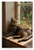Serene Brown Tabby Cat Lounging on Windowsill Sunlight 12x18 US Made Poster