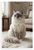 Ragdoll Cat Blue Eyes Fluffy Fur Portrait Wildlife 12x18 US Made Poster