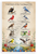 Wild Birds of the Northeast USA Educational 12x18 US Made Poster
